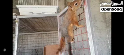 سناجب للبيع 2