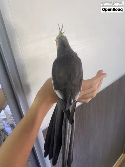 ببغاء كوكتيل 2
