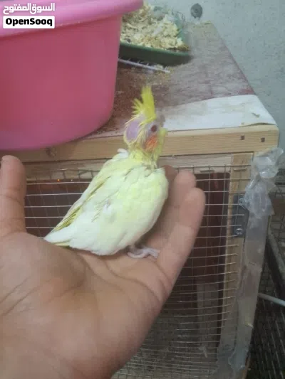 افراخ لاتينو زق يدوي وجوز كوكتيل وايت فيس سبلت البينو 2