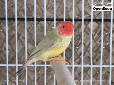 ستار فنش star finch 3
