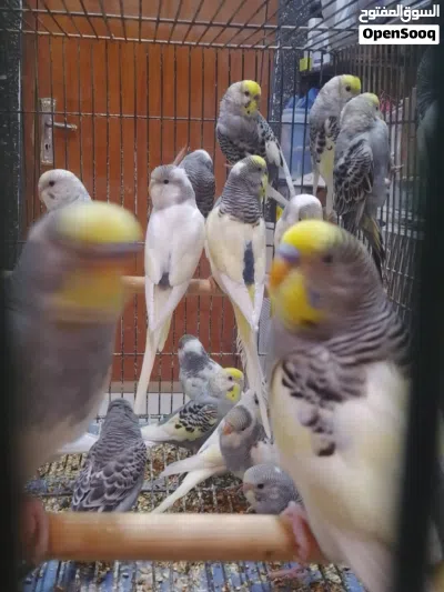 متاح طيور حب شكري برصاص وتركيب شكري 3
