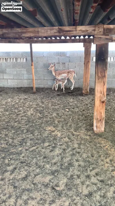 غزال للبيع 3