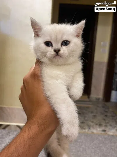 بريتش ستريت شورت هير اكثر من لون 4