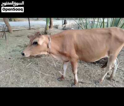 عجلة جيرسي للبيع 3