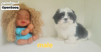 shihtzu peur شيتزو ييور 2
