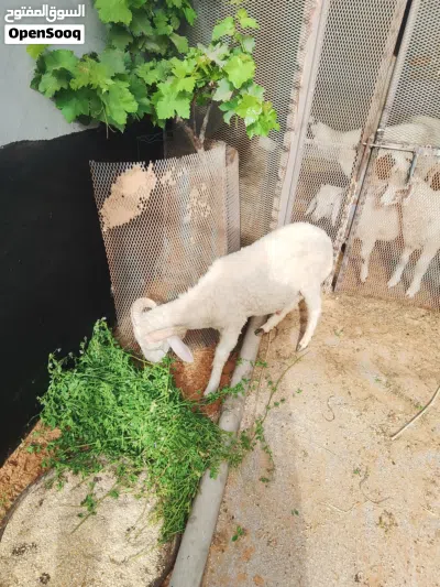السلام عليكم ورحمة الله وبركاته 2