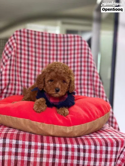 توي بودل Toy poodle 3