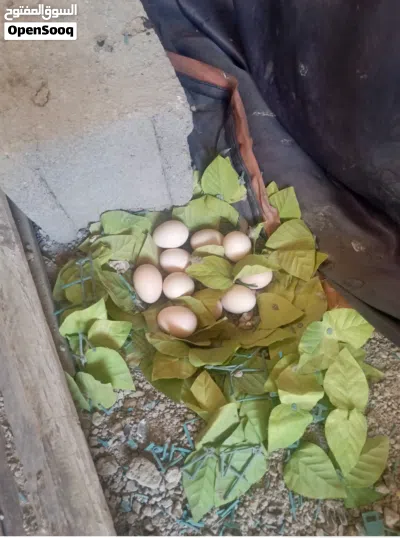 سلام عليكم دجاج عرب للبيع ديوجه ثنين ودجاجه ديج كويتي ودجاجه عربيه دجاج فول صحه اي مرض مابيهن 4