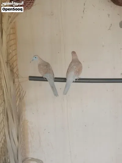 زوج صفارد باكستاني وزوج زيبرى دوف 2