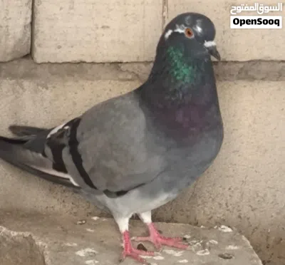 متاح حمام 2 طيور ب5 2