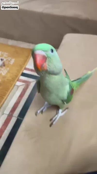 طير دره نيبالي 2