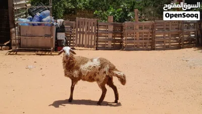 فطيمه هجين وطني ربي يبارك مش مبدله عشره بادن الله سلاله ربي يبارك جنس تومي 3
