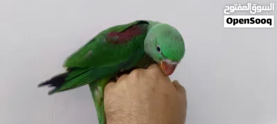 فرخ درة نيبالي عمر شهرين 3