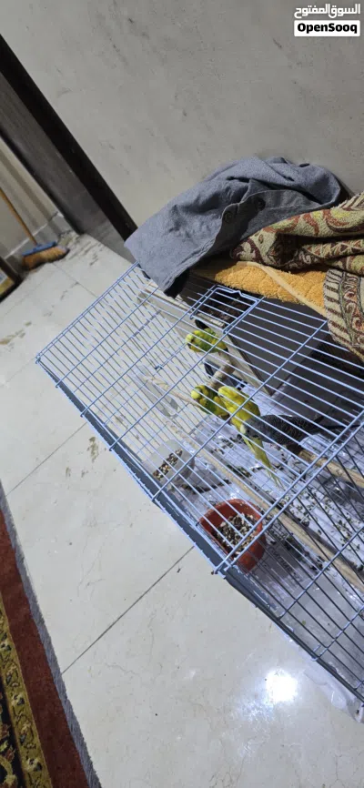 Bird 4 pair male femal 4
