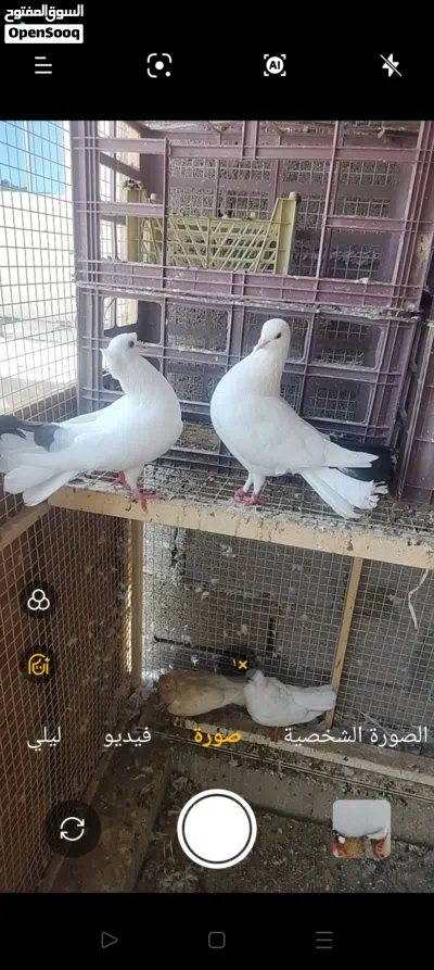للبيع حمام زينة 3