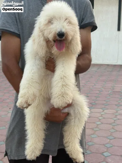 جاينت بودل للتبني – رسوم بسيطة – جاهز للتسليم Luxury Giant Poodle for Adoption – Nominal Fee 4