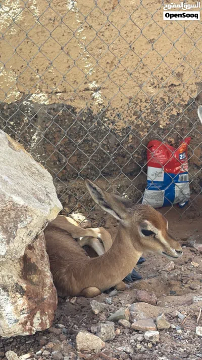 عنز اليفه موقع جعلان 2