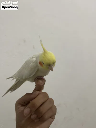 ببغاء الكوكتيل 2