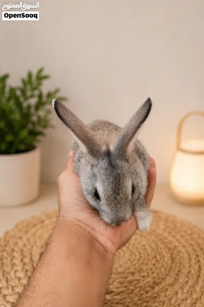 Small Netherland Dwarf Rabbits for Sale 3