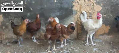 دجاج عماني أن بالجمله 2