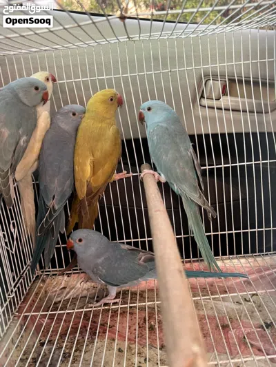 Ringneck parakeets for sale 3