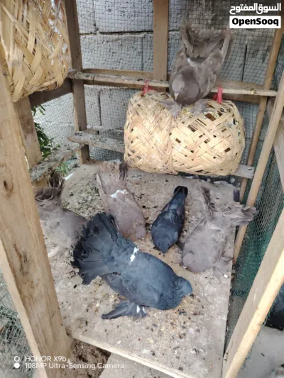 طيور هنادوه للبيع 4