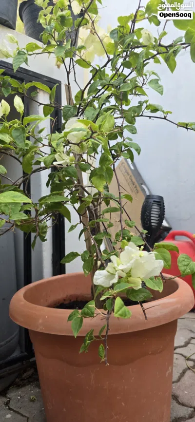 Mix outdoor plants نباتات خارجية 2