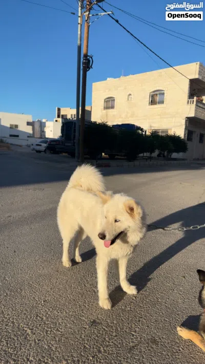 انثا هاسكي منتجه عيون كريستال للبيع او للبدل 4