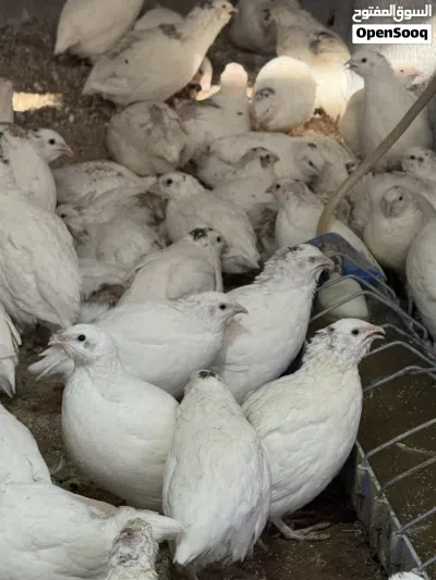 سمان سوبر جامبو 2