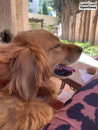 GOLDEN RETRIEVER FOR SALE 2