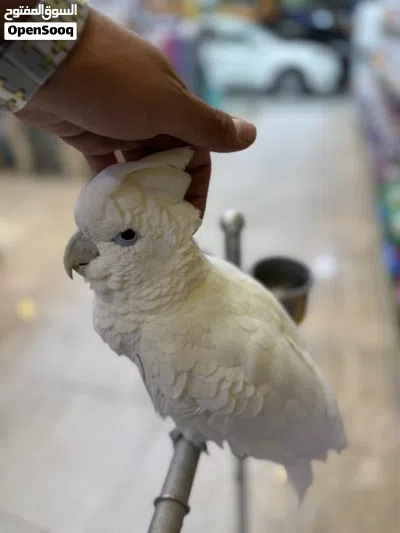 ببغاء كوكاتو جوڤن اليف جدا جدا 2