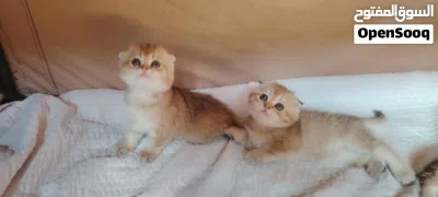 قطط سكوتش فولد وستريت التفاصيل بالوصف 4
