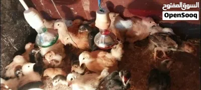 صيصان برهما وباكستاني 3