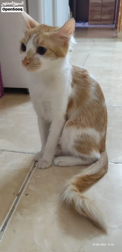 قطة محبة للتبني Loving Cat For Adoption 3