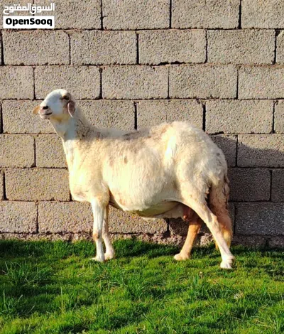 نعجه هجين ربي يبارك عشره بالجهاز 3