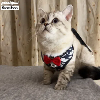 ذكر برتش شورت هير سلفر شيدد 7 شهور مع اغراضه ماخد جميع المطاعيم مع شهاده 3