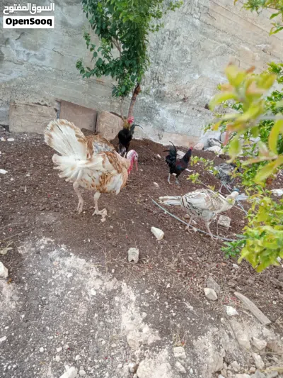 حبش الوان حلوه 3