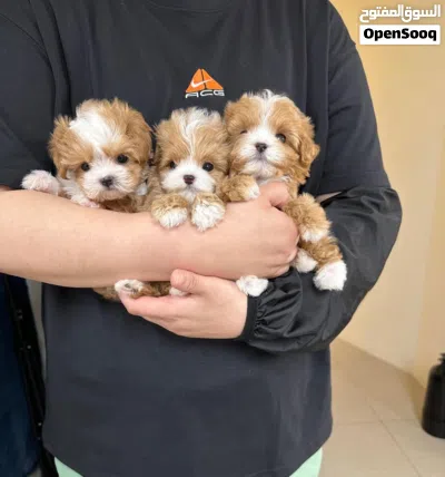 purebred Poodle puppies 2