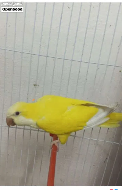 جوز كويكر الببنو ولاتينو 2