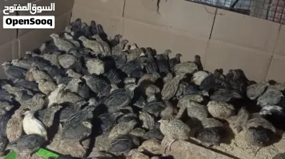 طيور السمان السعر 100طير 20ريال 3