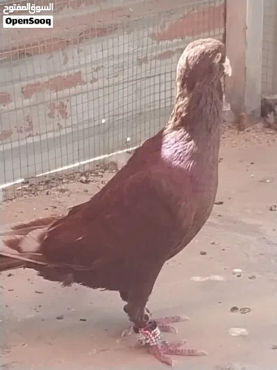 3 فحول شكايلة للبيع 4
