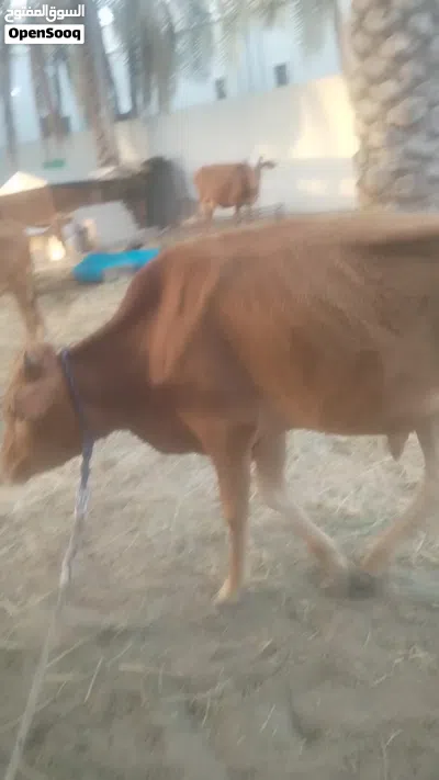 للبيع ثور عماني العمر سنه ونص يصلح للتربيه 2