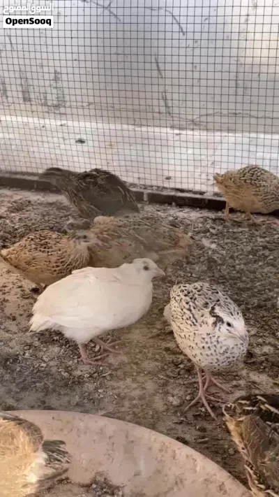 للبيع سمان 2