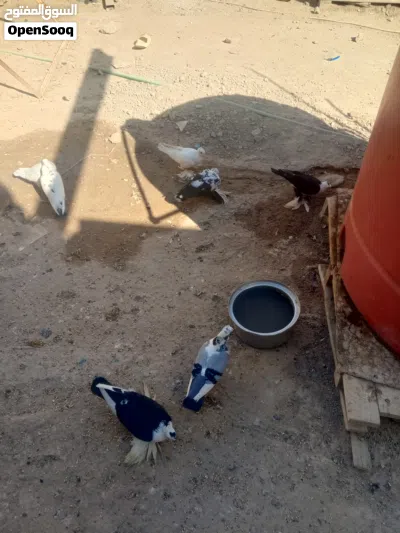 طيور للبيع 3