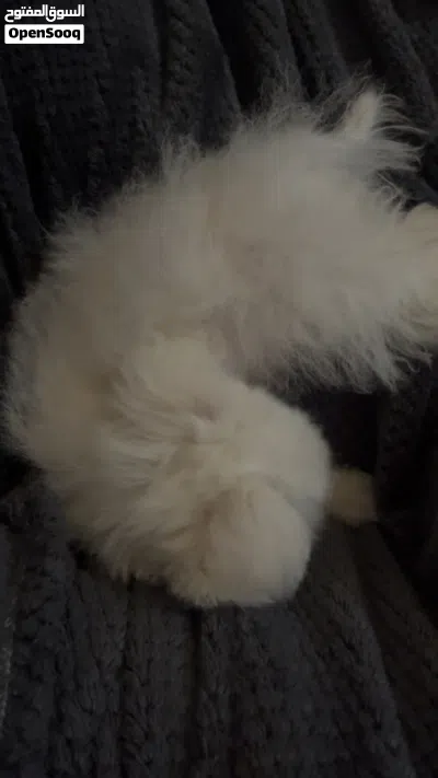 بومرنين و بيشون فريز Pomeranian and Bichon Frise puppies 4month 2month 3
