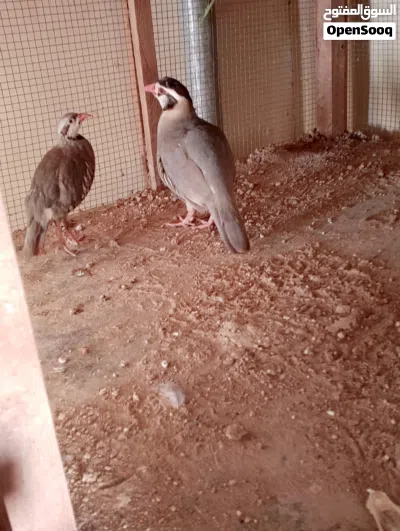 حمام زينة + زوج طيور الحجل 4