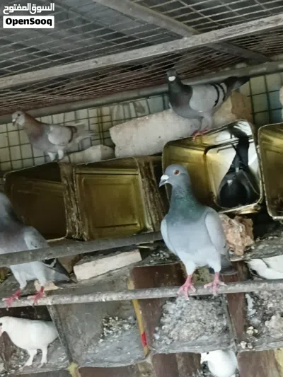 حمام زاجل ازرق السلالة الاصلية للبيع 2