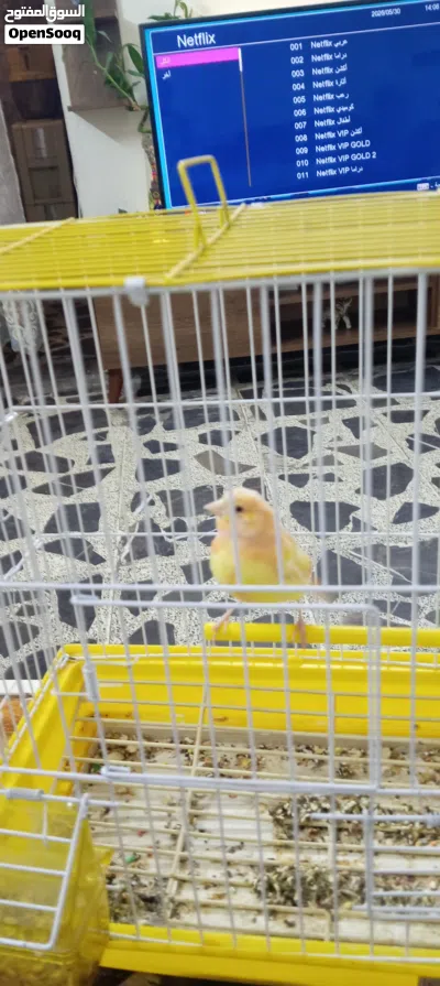 نثيه كناري جاهزه الوان حلوة 3