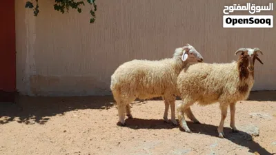 2خرفان وطنيات مشالله عمرهم ف7شهور سليمات من الامراض.. 4