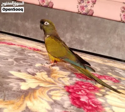 بغبغاء بدغوني أليف وصف مهم 2